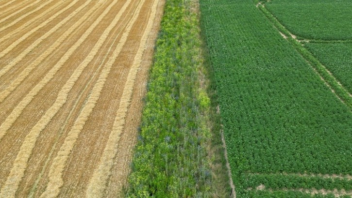 Crop Diversification