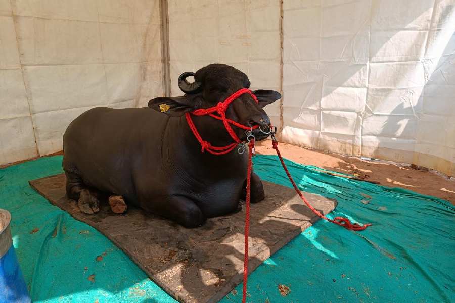 with 30,000 babies: Meet Gholu II, the star buffalo from Haryana