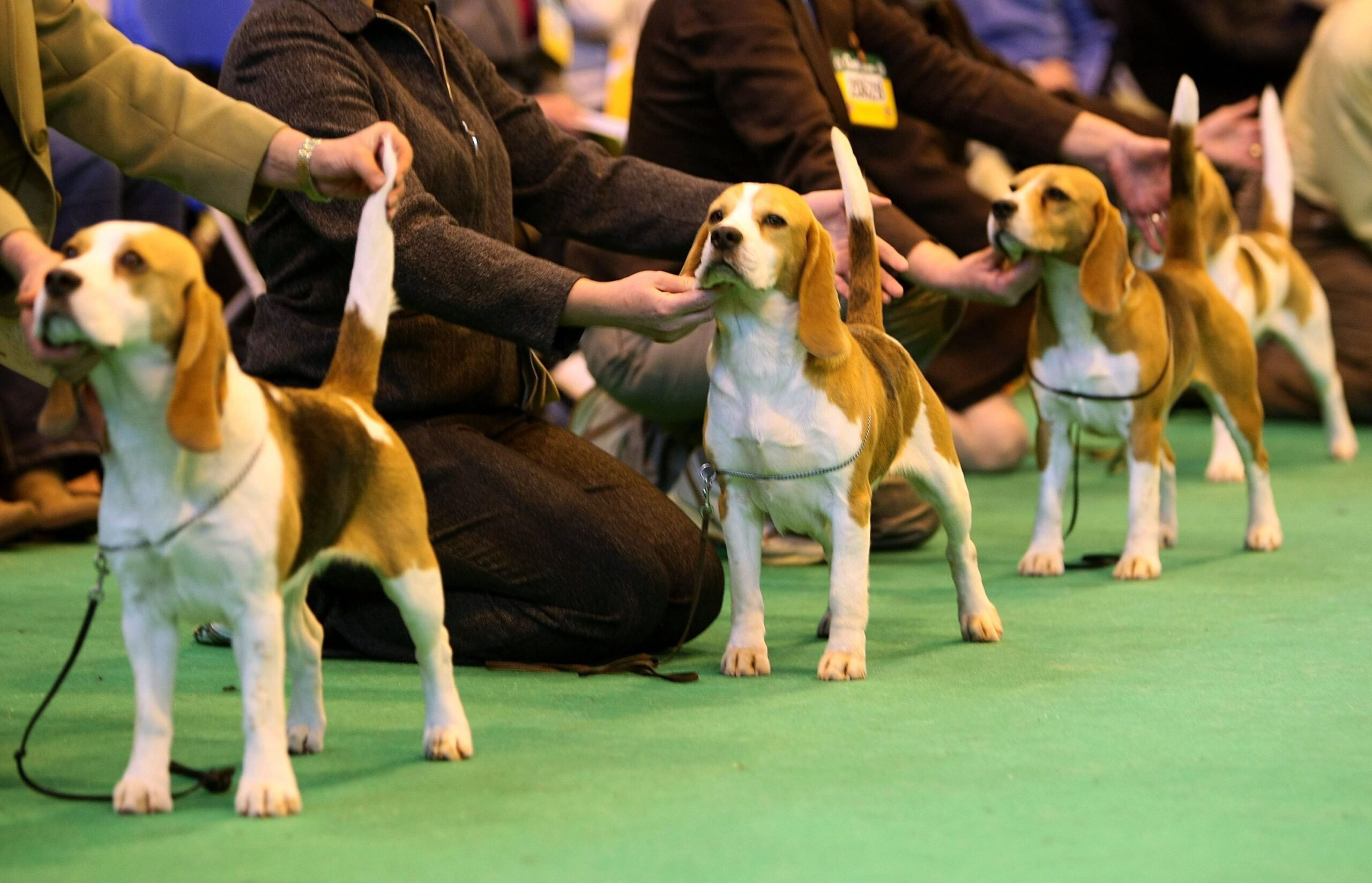 DOG SHOW IN SCIENCE CITY ON FEB 4