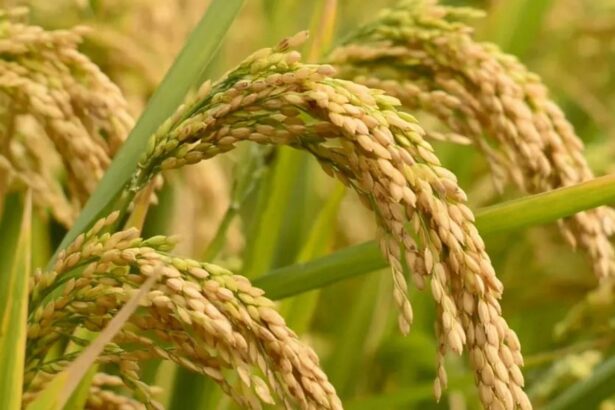 PUNJAB