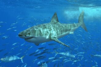 NEW SHARKS