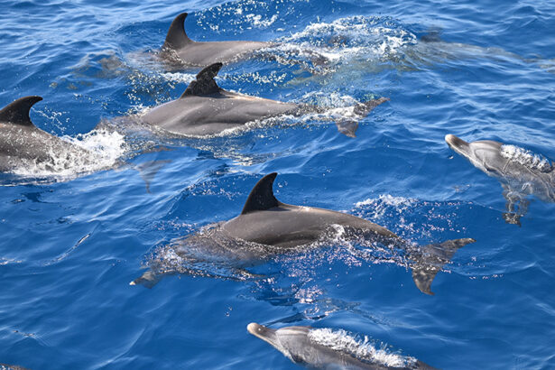 Lonely dolphin