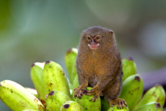 Marmoset monkeys 