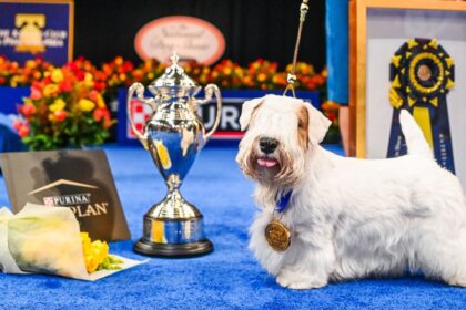 Dog Show