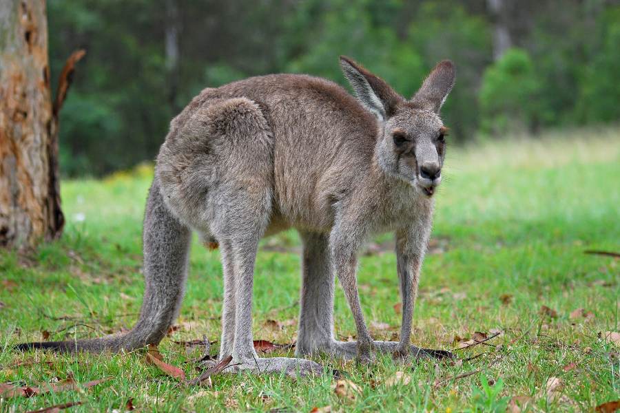 First kangaroo embryo