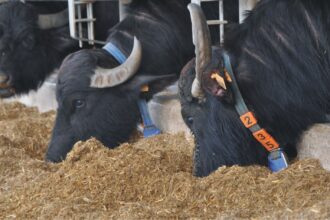 vaccine for lumpy skin disease