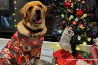 DOG IS FAMILY