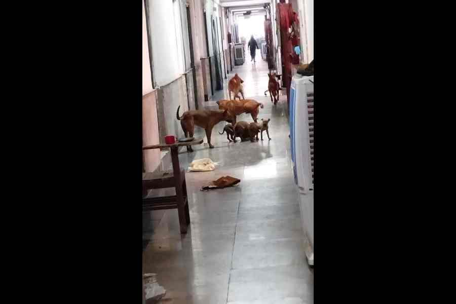 Lady Hardinge Medical College (LHMC) : हॉस्टल के खाने में बाल, कीड़े-मकोड़े और इल्लियाँ