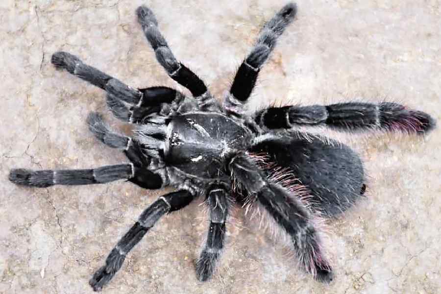tarantula