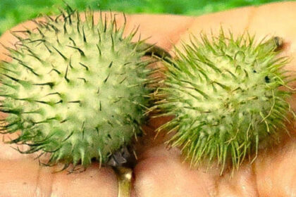 DHTURA, इसका फल और बीज बेचने पर पाबन्दी