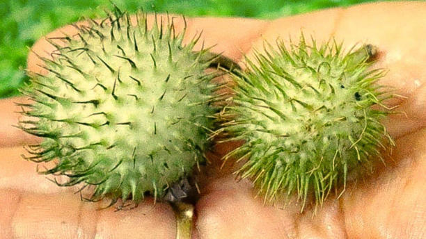 DHTURA, इसका फल और बीज बेचने पर पाबन्दी
