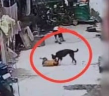 Dog Attack : 18 महीने के बच्चे पर कुत्ते का हमला, हालत गंभीर