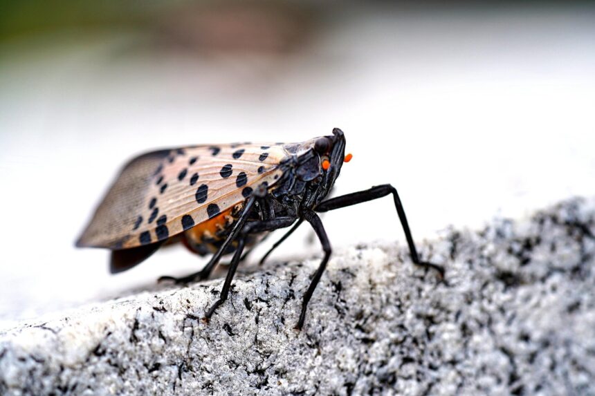 lanternfly In Canada : अंगूरों समेत 100 से ज़्यादा तरह के पेड़ों-पौधों को खा जाता है यह कीड़ा